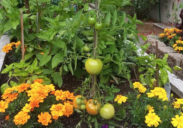 Image of Tomatoes and zinnias